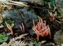 Clavaria roseo-violacea
