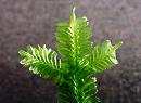 Liverwort leaf