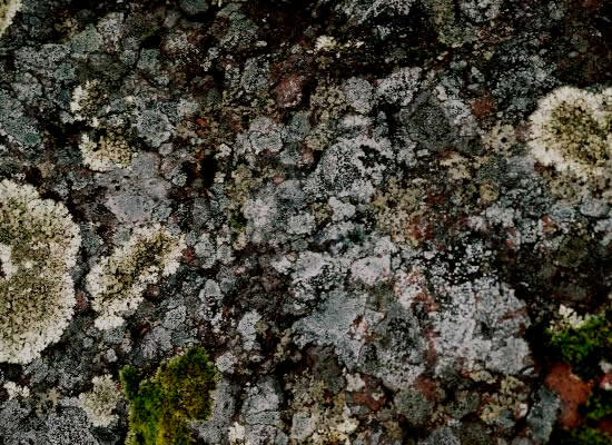 Lichens growing on a rock