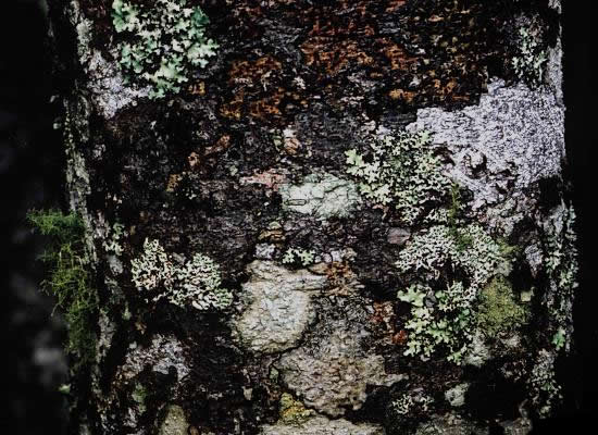 Lichens growing rotten log