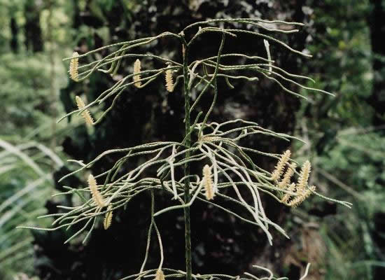 Lycopodium deuterodensum