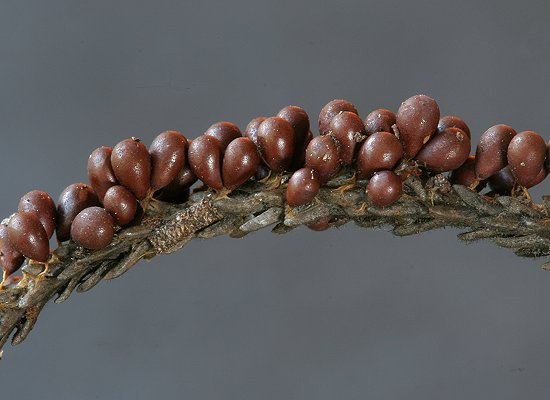 Leocarpus fragilis 